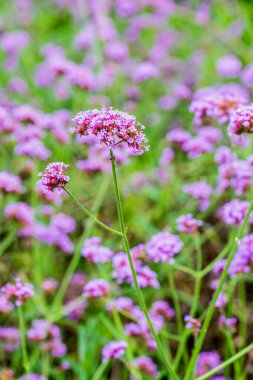 Menekşe çiçeğinin arka planı, Tayland