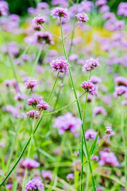 Menekşe çiçeğinin arka planı, Tayland