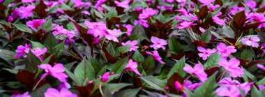 Panorama of pink flowers in the garden, Chiang Mai Province.