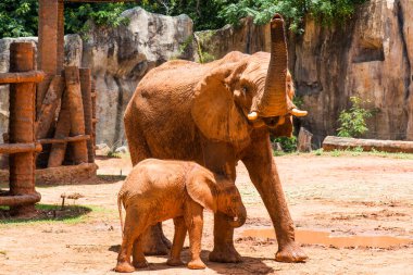 African elephant family in Thailand