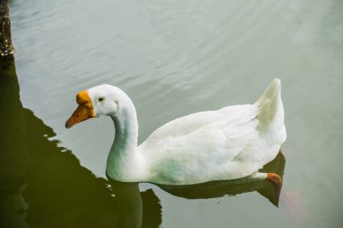 Beyaz kaz yeşil gölde, Tayland