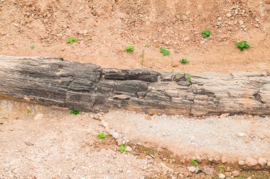 Taşlaşmış Orman Parkı, Tayland 'daki Taşlaşmış Orman Kütükleri
