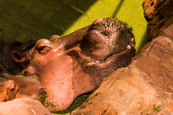 Tayland 'da Hippopotamus' un kafa resmi.