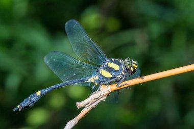Tayland 'da yusufçuk sineğine yakın.
