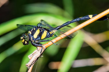 Tayland 'da yusufçuk sineğine yakın.