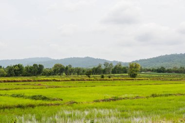 Tayland 'da yeşil pirinç tarlası