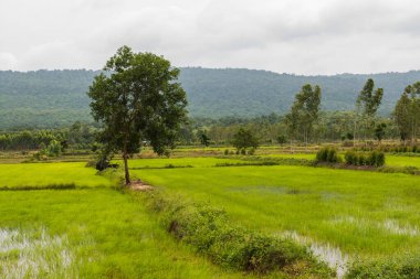 Tayland 'da yeşil pirinç tarlası