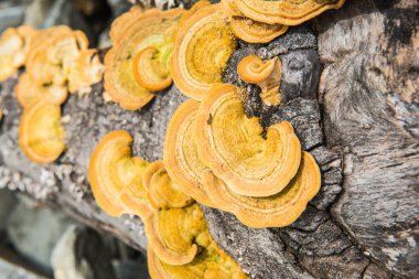 Yellow mushrooms on the woods, Thailand