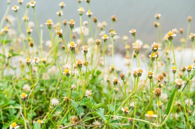 Çimen çiçekleri doğada, Tayland