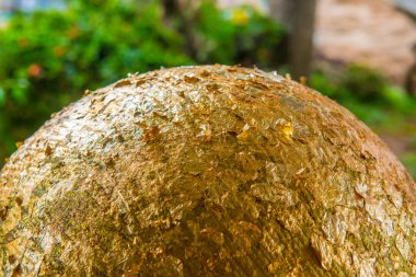 Altın folyolu Loknimit, Tayland.