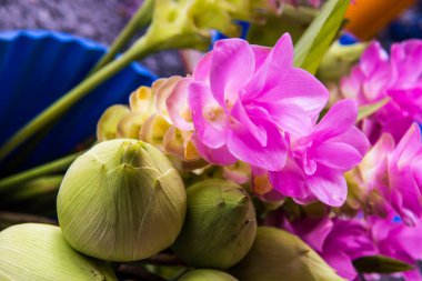 Siam lale ya da Zingiberaceae, Tayland 'da satışta.