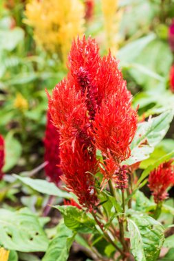Common Horoz Tarağı Çiçeklerinin Kapanışı, Tayland.