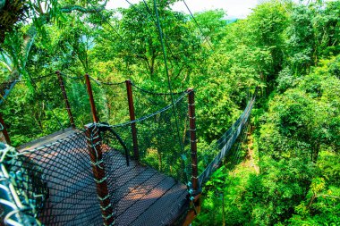 Mae Fah Luang Bahçesinde Ağaç Tepesi Yürüyüşü, Chiang Rai.