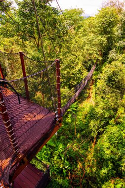 Mae Fah Luang Bahçesinde Ağaç Tepesi Yürüyüşü, Chiang Rai.