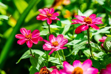 Doğal arka planı olan Zinnia çiçeği, Tayland.