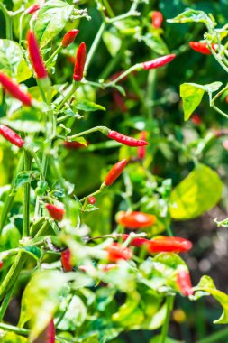 Bitkide taze biber, Tayland