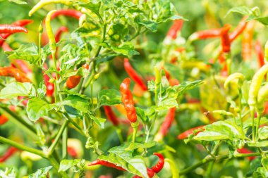 Bitkide taze biber, Tayland