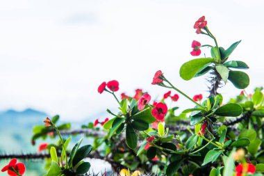 Doğal manzaralı Poi Sian çiçekleri, Tayland.