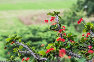 Doğal manzaralı Poi Sian çiçekleri, Tayland.