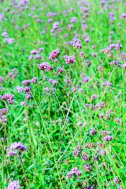 Chiang Rai Eyaletindeki Verbena Sahası, Tayland.