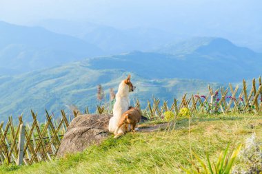 Chiang Rai Eyaleti, Tayland 'da iki köpek ve Doi Chang Mup bakış açısı..