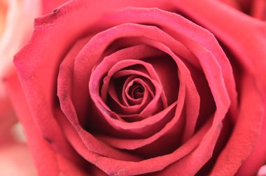 Background of red rose petals, Thailand.