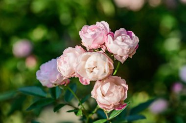 Pink rose in the garden, Thailand.