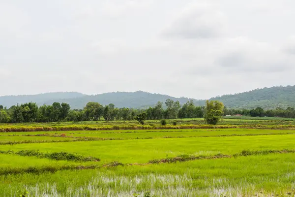 Tayland 'da yeşil pirinç tarlası