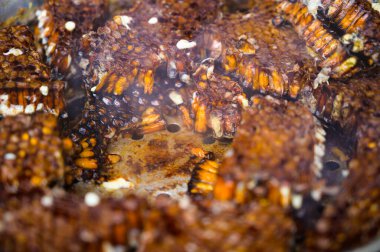 Buğulanmış bal peteği Kuzey Tayland 'da lezzetli bir yerel yemektir..