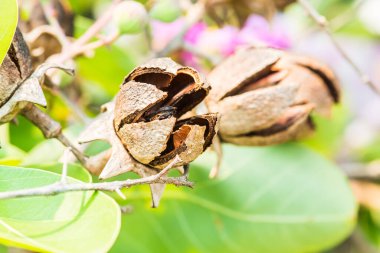 Lagerstroemia Specosa ağacının kuru meyvesi, Tayland