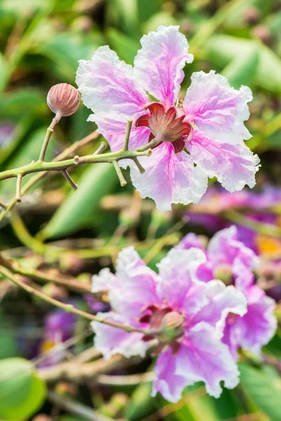 Lagerstroemia Specosa çiçeğinin yakınında, Tayland