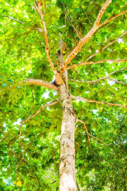 Tayland 'daki ulusal parkta büyük bir ağaç.