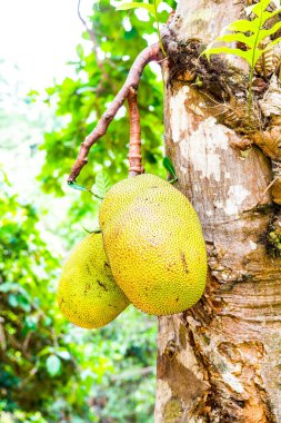 Genç Jackfruit ağaçta, Tayland