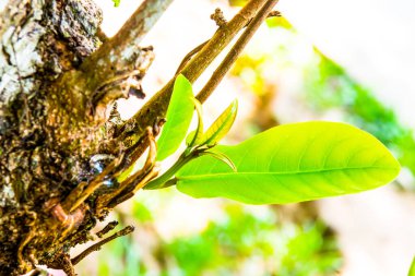Ağaçta yeşil yaprak, Tayland