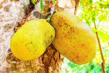Genç Jackfruit ağaçta, Tayland