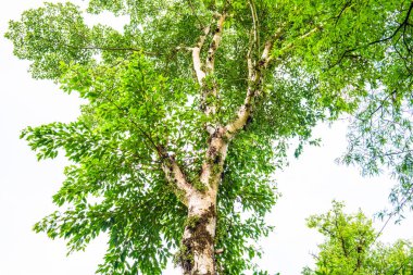 Tayland 'daki ulusal parkta büyük bir ağaç.