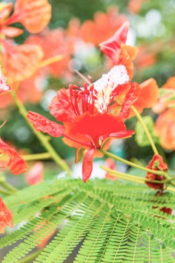 Tavuskuşu çiçekleri ağaçta, Tayland