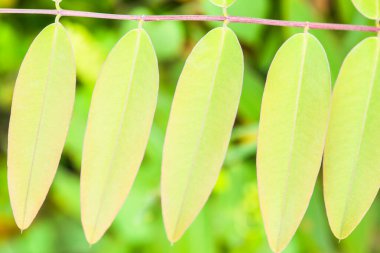 Tayland 'ın taze yaprağını kapat.