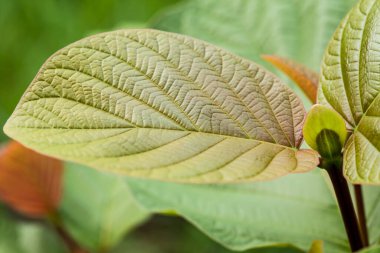 Doğada güzel bir ağaç tepesi, Tayland