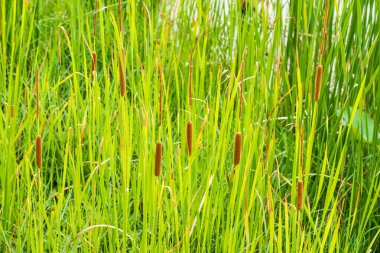 Typha angustifolia in nature, Thailand