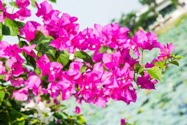 Bougainvillea çiçek bahçesinde, Tayland