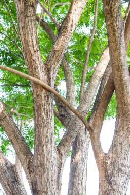 Parktaki ağaç, Tayland