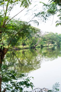 Tayland 'da ağaç ve gölet