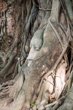 Tayland 'ın Ayuthaya ilinde Buda' nın başı.