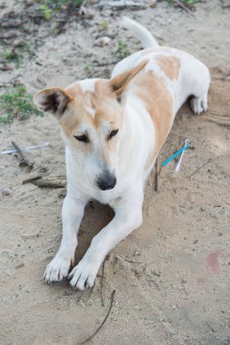 Tayland 'da kumsal zemininde Tayland köpeği.