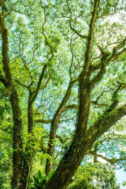 Khlong Lan Ulusal Parkı, Tayland Ağaçları