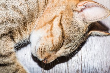 Tayland 'da uyuyan kedi..