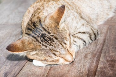 Tayland 'da uyuyan kedi..