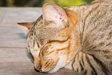 Tayland 'da uyuyan kedi..