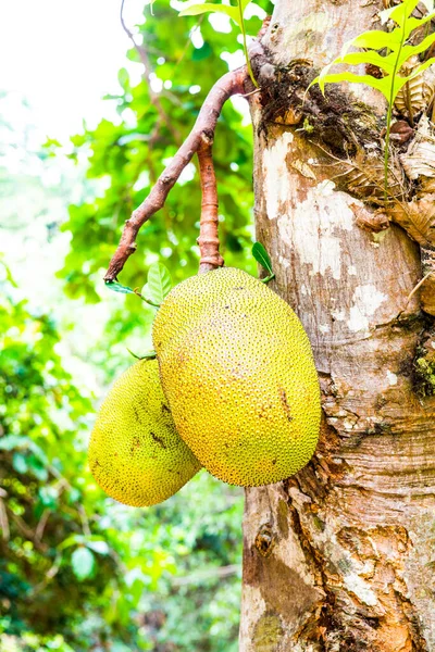 Genç Jackfruit ağaçta, Tayland